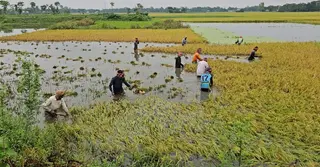 পাহাড়ি ঢলে ভাসছে নেত্রকোণার হাওর: তলিয়ে গেছে ১০ হাজার হেক্টর পাকা ধান